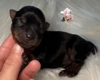 Maverick, a male Yorkshire Terrier for sale in Riverside, CA – Photo 2 of 4