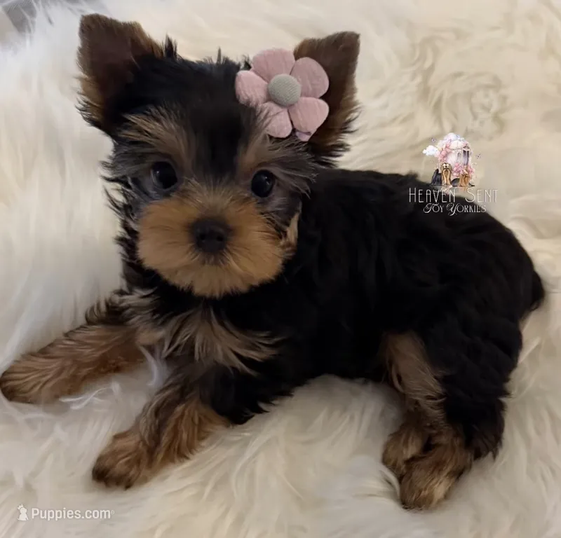 Poppy – Yorkshire Terrier puppy for sale in Riverside, CA