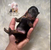 Toto, a male Yorkshire Terrier for sale in Riverside, CA – Photo 4 of 4