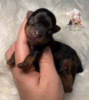 Toto, a male Yorkshire Terrier for sale in Riverside, CA – Photo 3 of 4