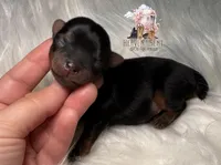 Toto, a male Yorkshire Terrier for sale in Riverside, CA – Photo 2 of 4