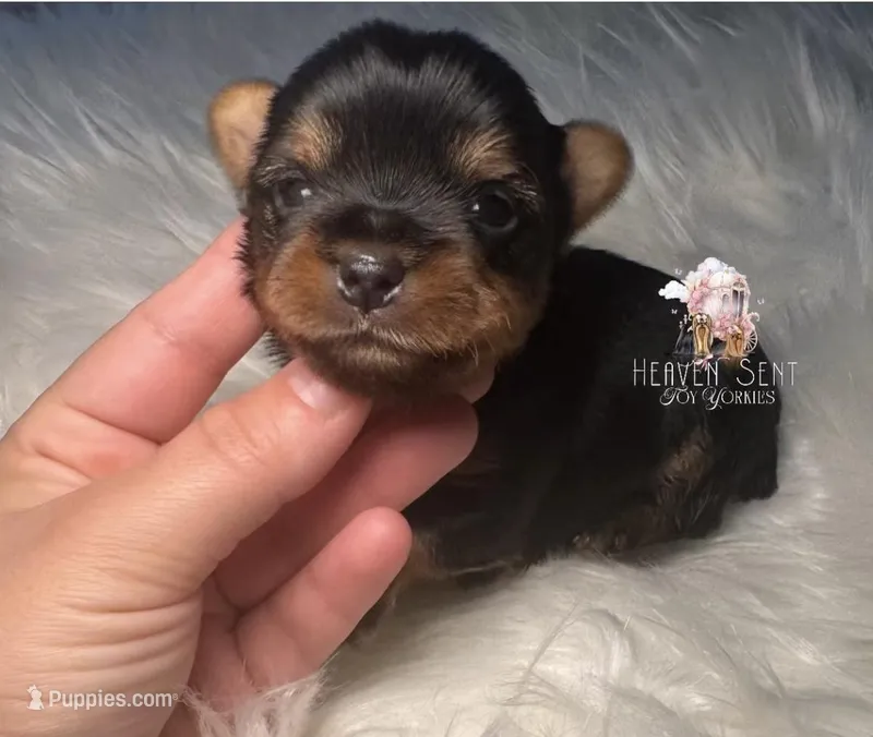 Toto – Yorkshire Terrier puppy for sale in Riverside, CA