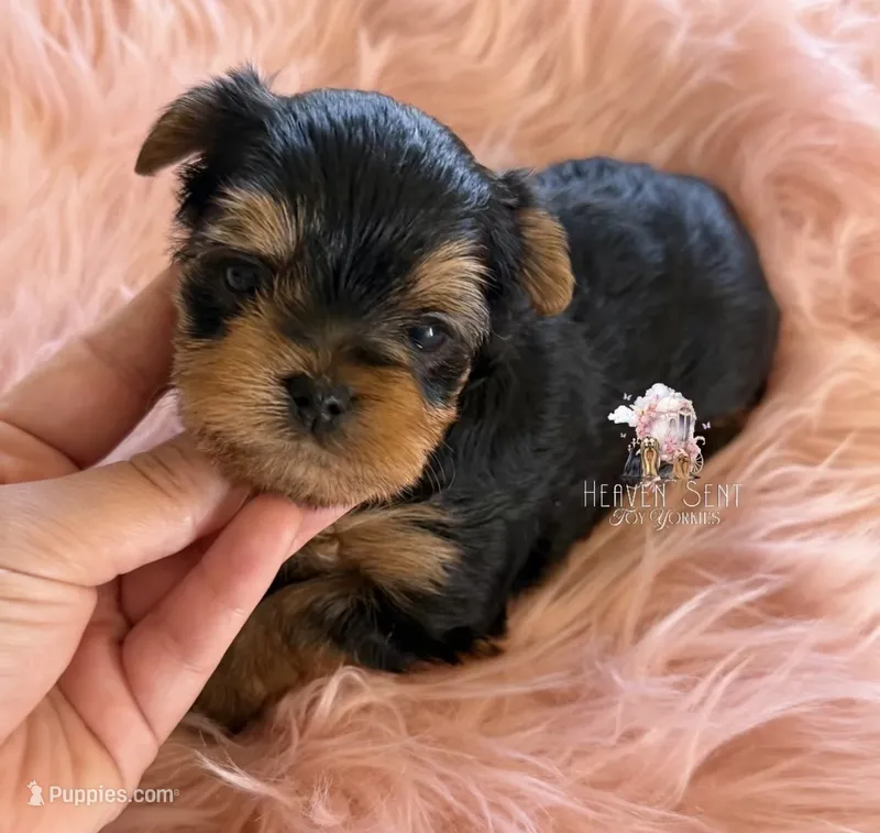 Grace – Yorkshire Terrier puppy for sale in Riverside, CA