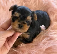 Grace, a female Yorkshire Terrier for sale in Riverside, CA – 2 of 4