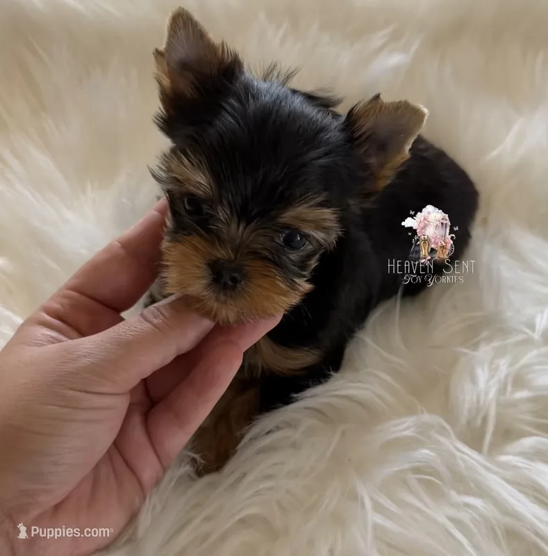 Marvin – Yorkshire Terrier puppy for sale in Riverside, CA