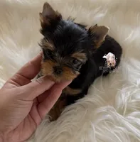 Marvin, a male Yorkshire Terrier for sale in Riverside, CA – 1 of 4