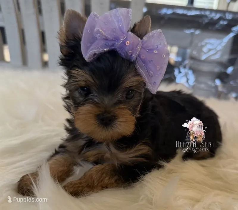 Grace – Yorkshire Terrier puppy for sale in Riverside, CA