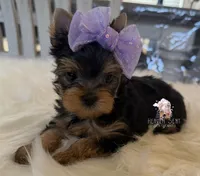 Grace, a female Yorkshire Terrier for sale in Riverside, CA – 1 of 4