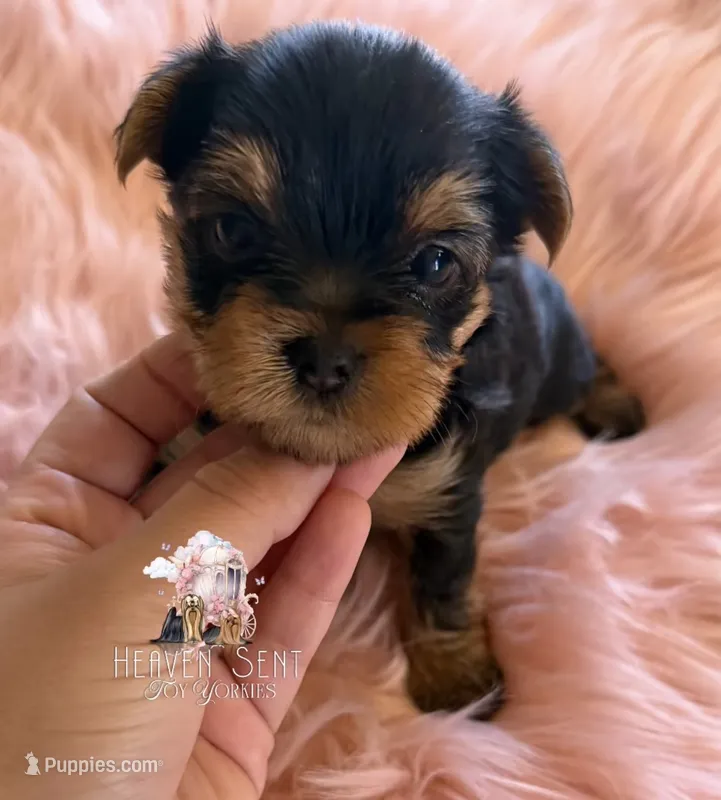 Poppy – Yorkshire Terrier puppy for sale in Riverside, CA