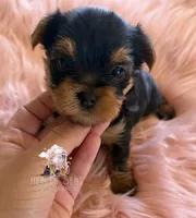 Poppy, a female Yorkshire Terrier for sale in Riverside, CA – 2 of 5
