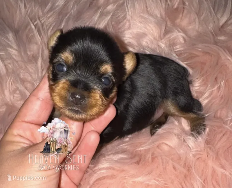 Poppy – Yorkshire Terrier puppy for sale in Riverside, CA