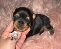 Poppy, a female Yorkshire Terrier for sale in Riverside, CA – 3 of 5