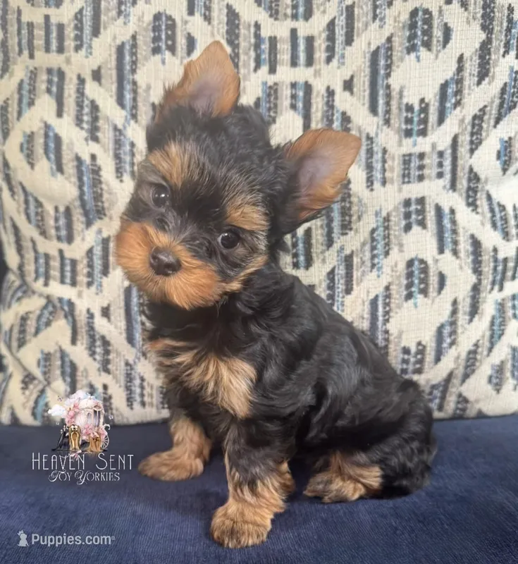 Rocky – Yorkshire Terrier puppy for sale in Riverside, CA