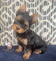 Rocky, a male Yorkshire Terrier for sale in Riverside, CA – 2 of 9