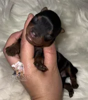 Rocky, a male Yorkshire Terrier for sale in Riverside, CA – Photo 4 of 4