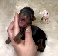 Rocky, a male Yorkshire Terrier for sale in Riverside, CA – Photo 2 of 4