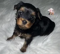 Rocky, a male Yorkshire Terrier for sale in Riverside, CA – 4 of 9