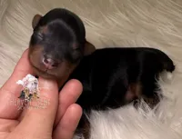 Rocky, a male Yorkshire Terrier for sale in Riverside, CA – Photo 3 of 4