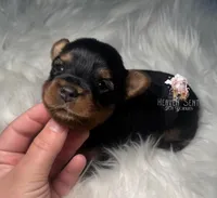 Rocky, a male Yorkshire Terrier for sale in Riverside, CA – Photo 1 of 4