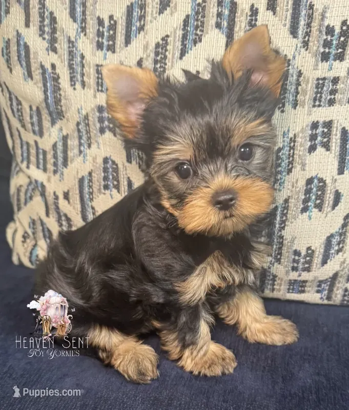 Maverick – Yorkshire Terrier puppy for sale in Riverside, CA