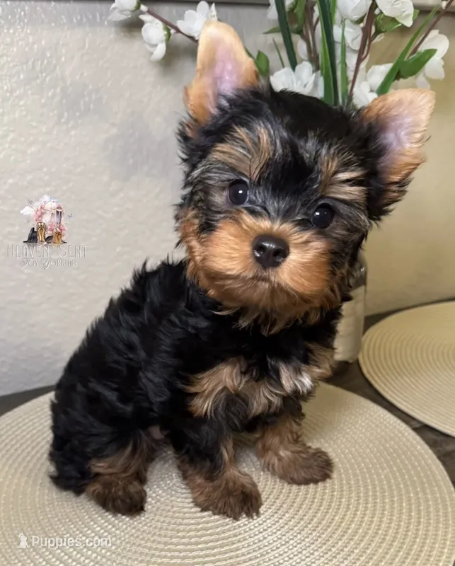 Rocky – Yorkshire Terrier puppy for sale in Riverside, CA