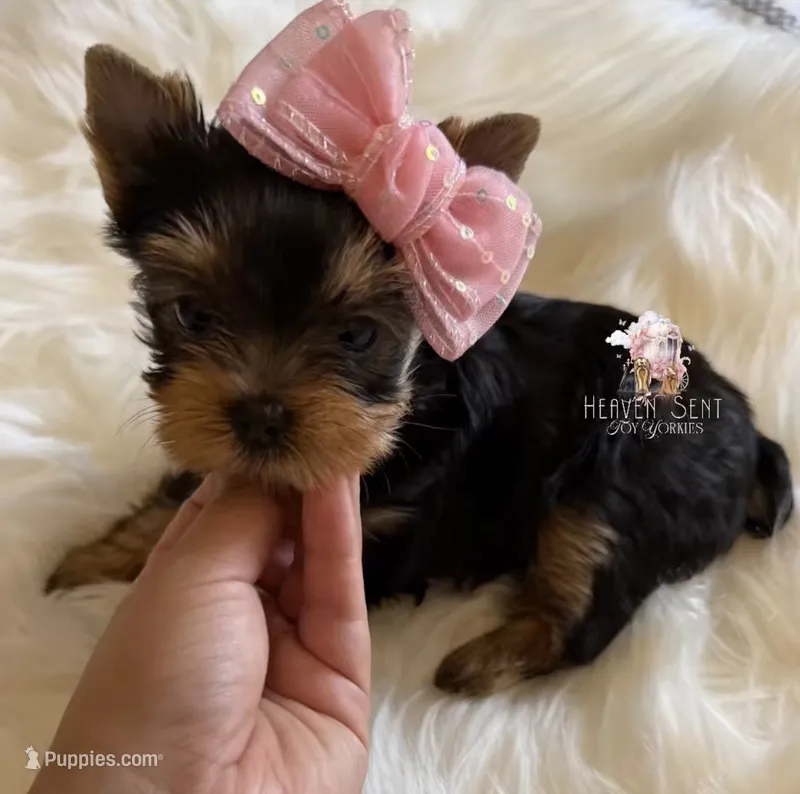 Poppy – Yorkshire Terrier puppy for sale in Riverside, CA