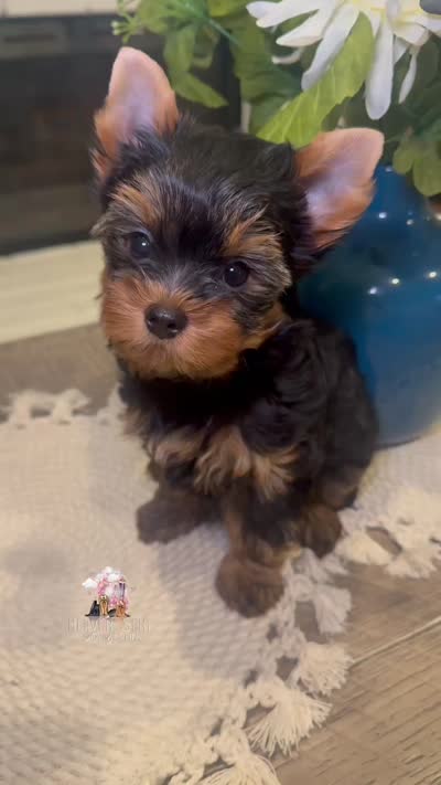 Rocky, a male Yorkshire Terrier for sale in Riverside, CA – 9 of 9