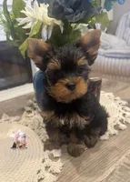 Rocky, a male Yorkshire Terrier for sale in Riverside, CA – 1 of 9