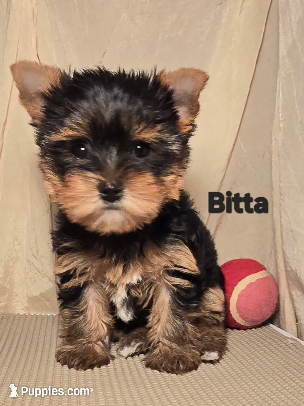 AKC Bitta, a female Yorkshire Terrier for sale in Cleburne, TX – 2 of 5