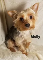 Dee Dee, a female Yorkshire Terrier for sale in Cleburne, TX – 2 of 3
