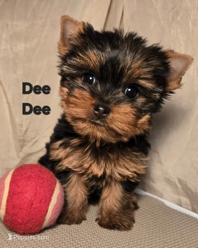 Dee Dee – Yorkshire Terrier puppy for sale in Cleburne, TX
