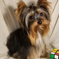 AKC Pepper tiny alert, a female Yorkshire Terrier for sale in Cleburne, TX – Photo 9 of 9