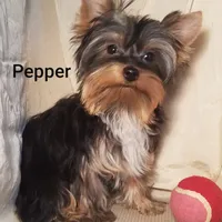 AKC Pepper tiny alert, a female Yorkshire Terrier for sale in Cleburne, TX – Photo 4 of 9