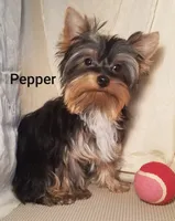 AKC Pepper tiny alert, a female Yorkshire Terrier for sale in Cleburne, TX – Photo 1 of 6