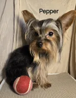 AKC Pepper tiny alert, a female Yorkshire Terrier for sale in Cleburne, TX – Photo 2 of 9