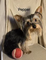 AKC Pepper tiny alert, a female Yorkshire Terrier for sale in Cleburne, TX – Photo 1 of 9
