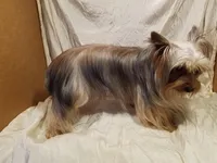 AKC Pepper tiny alert, a female Yorkshire Terrier for sale in Cleburne, TX – Photo 8 of 9