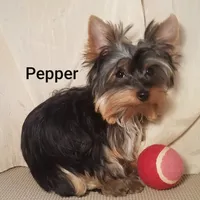 AKC Pepper tiny alert, a female Yorkshire Terrier for sale in Cleburne, TX – Photo 5 of 9