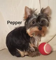 AKC Pepper tiny alert, a female Yorkshire Terrier for sale in Cleburne, TX – Photo 2 of 6