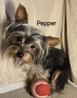 AKC Pepper tiny alert, a female Yorkshire Terrier for sale in Cleburne, TX – Photo 3 of 9