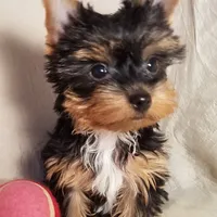 AKC Pepper tiny alert, a female Yorkshire Terrier for sale in Cleburne, TX – Photo 6 of 9