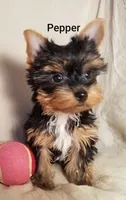 AKC Pepper tiny alert, a female Yorkshire Terrier for sale in Cleburne, TX – Photo 3 of 6