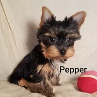 AKC Pepper tiny alert, a female Yorkshire Terrier for sale in Cleburne, TX – Photo 7 of 9