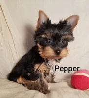 AKC Pepper tiny alert, a female Yorkshire Terrier for sale in Cleburne, TX – Photo 4 of 6