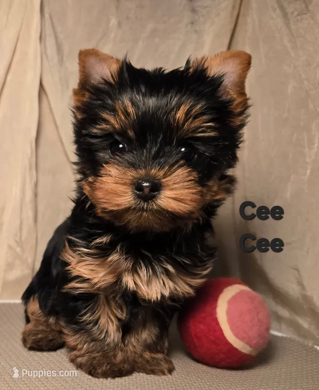 Cee Cee – Yorkshire Terrier puppy for sale in Cleburne, TX