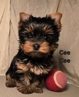 Cee Cee, a female Yorkshire Terrier for sale in Cleburne, TX – 1 of 3