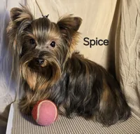 AKC Spice tiny alert, a female Yorkshire Terrier for sale in Cleburne, TX – Photo 4 of 10