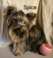 AKC Spice tiny alert, a female Yorkshire Terrier for sale in Cleburne, TX – Photo 2 of 10