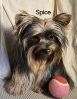 AKC Spice tiny alert, a female Yorkshire Terrier for sale in Cleburne, TX – Photo 3 of 10