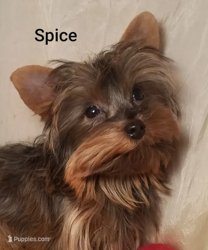 AKC Spice tiny alert